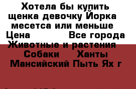 Хотела бы купить щенка девочку Йорка 2 месетса или меньше › Цена ­ 5 000 - Все города Животные и растения » Собаки   . Ханты-Мансийский,Пыть-Ях г.